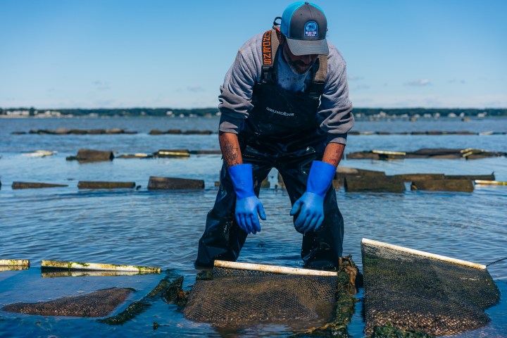 Person in waders handles oyster cages in shallow water