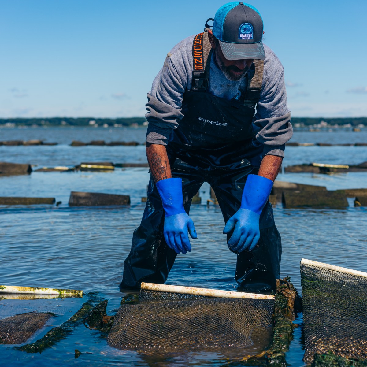 Person in waders handles oyster cages in shallow water