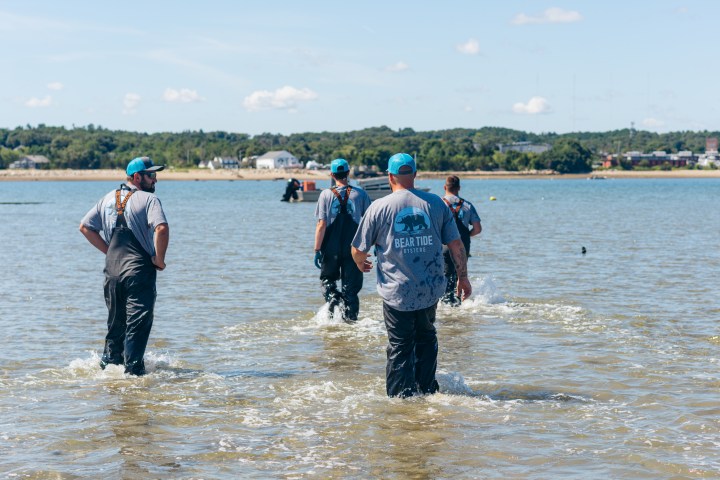 Four people wading through shallow water towards the shore on a sunny day.