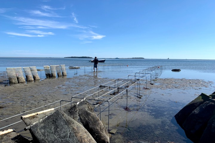 Person stands near water on a coastal shellfish farm under a clear blue sky.