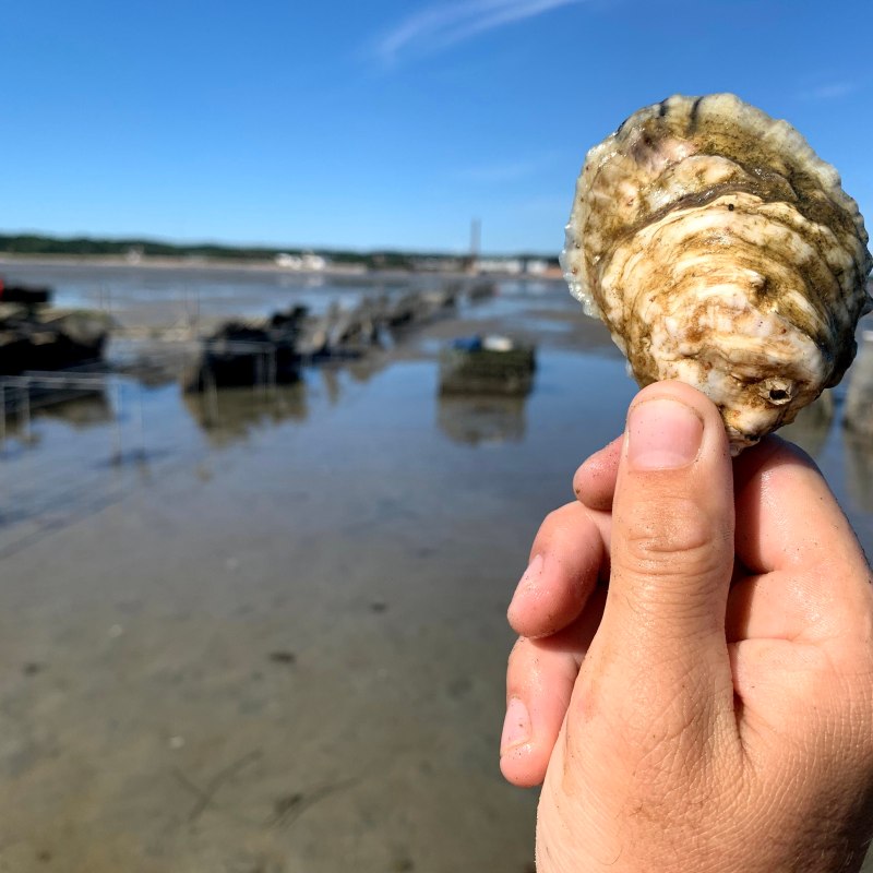 a close up of a beach