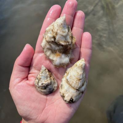 a hand holding a piece of food